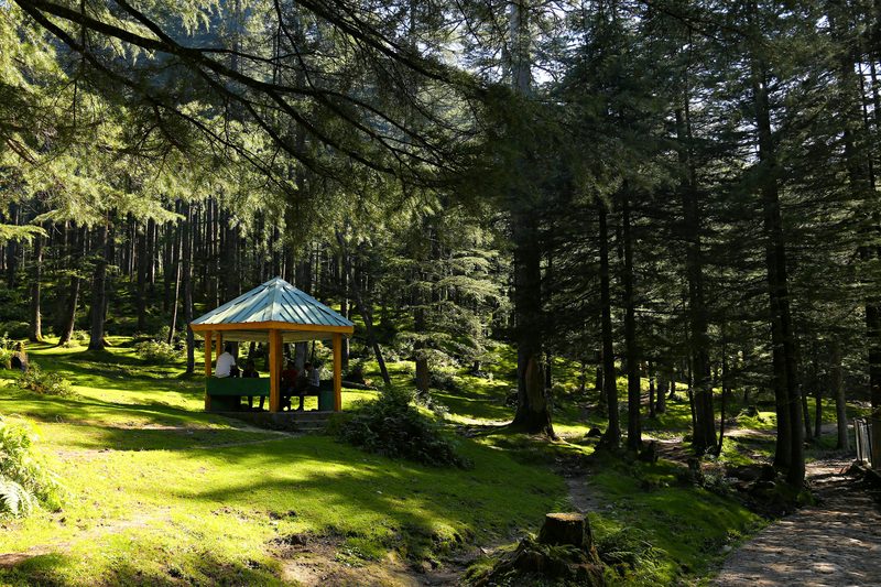 A gazebo standing in dappled woodland